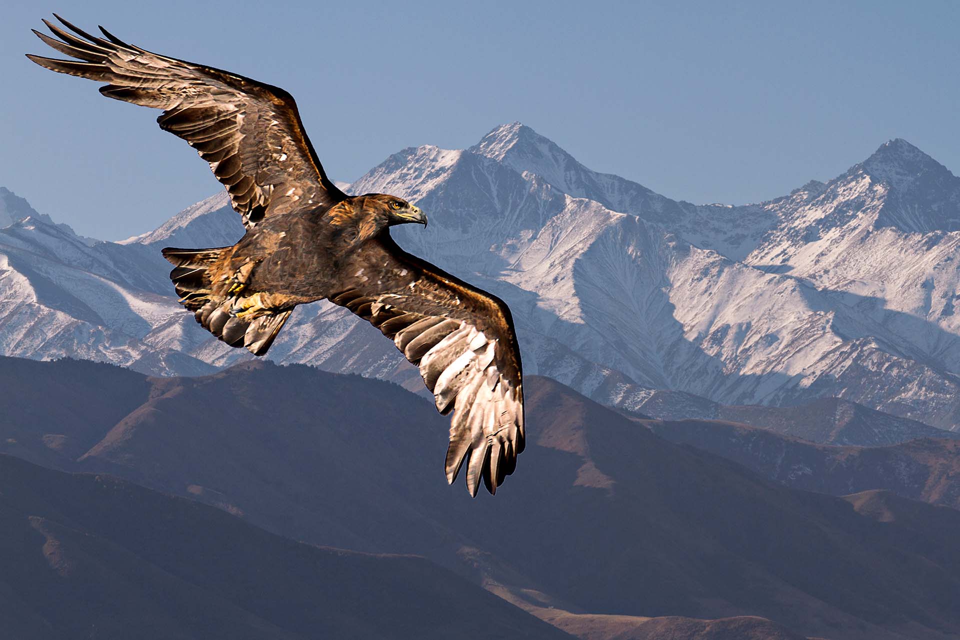 Adler fliegt im Gebirge