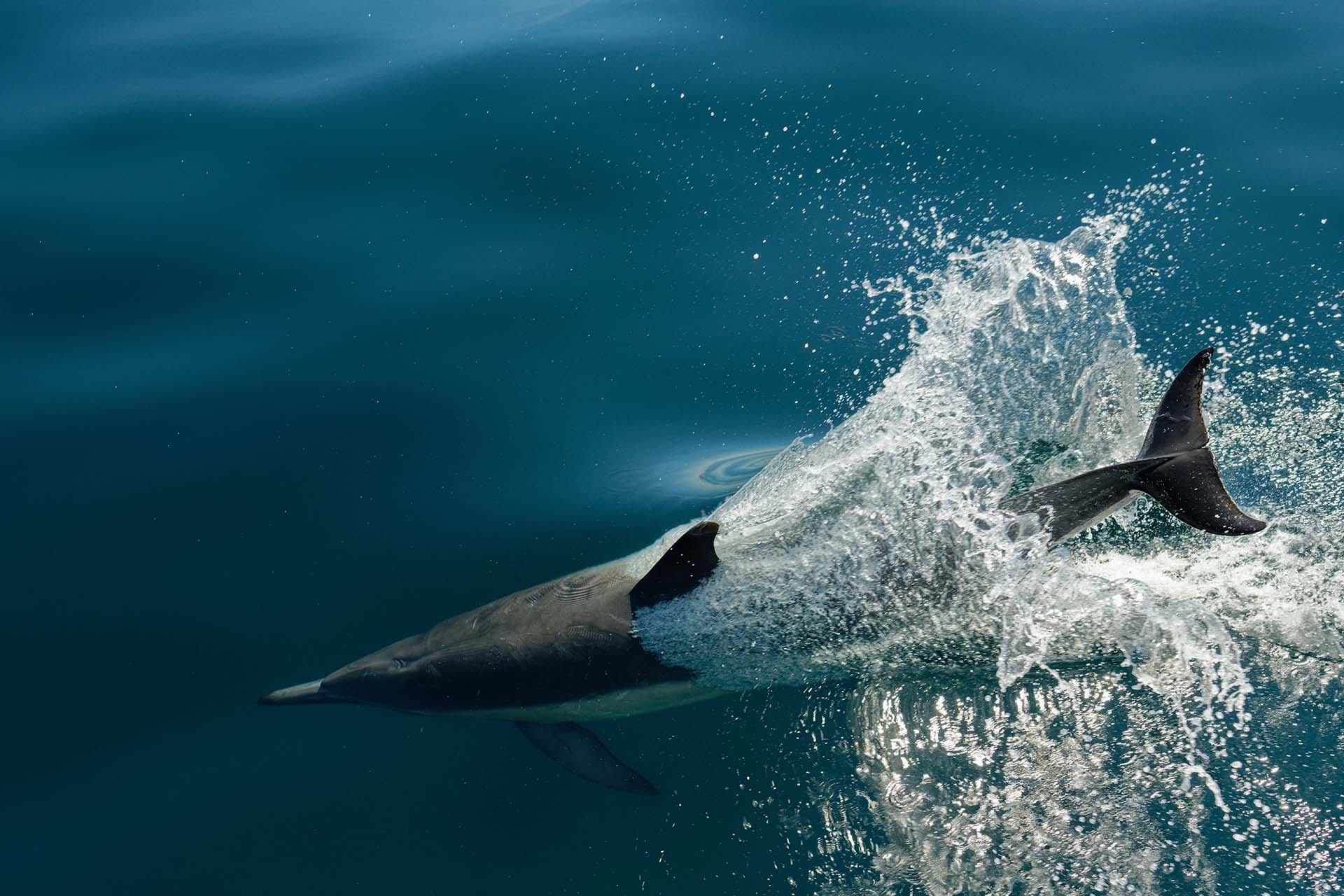 Delfin schwimmt an Wasseroberfläche